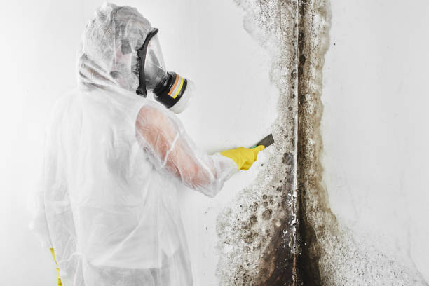 Best Preventive Mold Services in East Providence, RI