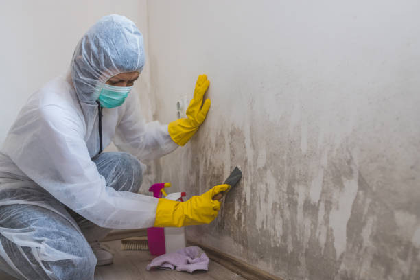 Best Industrial Mold Remediation in East Providence, RI
