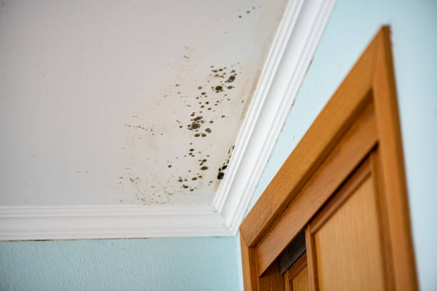 Best DIY Mold Remediation Support Services in East Providence, RI