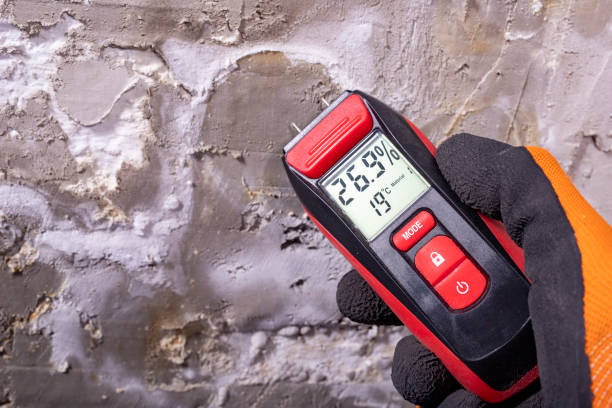 Best Black Mold Remediation in East Providence, RI