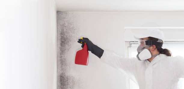 Best Basement Mold Remediation in East Providence, RI