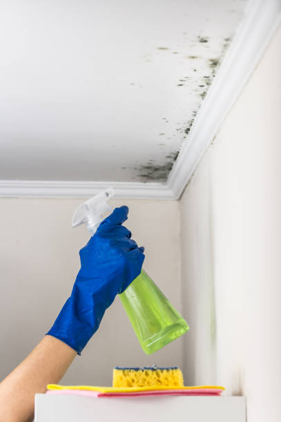 Best Residential Mold Remediation in East Providence, RI